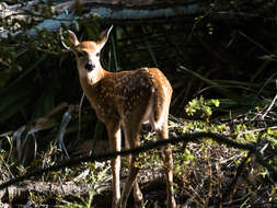 Image of Odocoileus virginianus osceola (Bangs 1896)