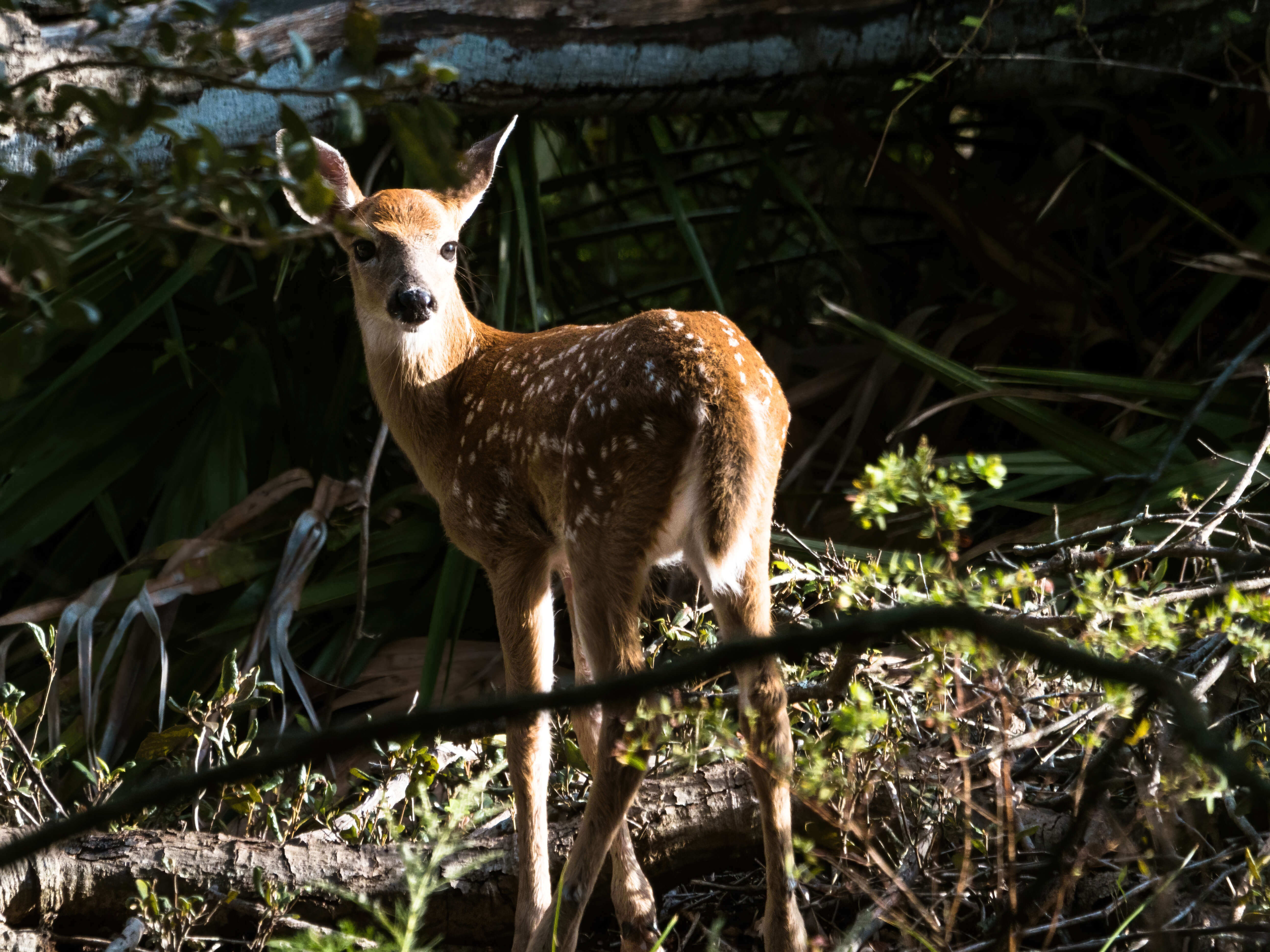 Image of Odocoileus virginianus osceola (Bangs 1896)