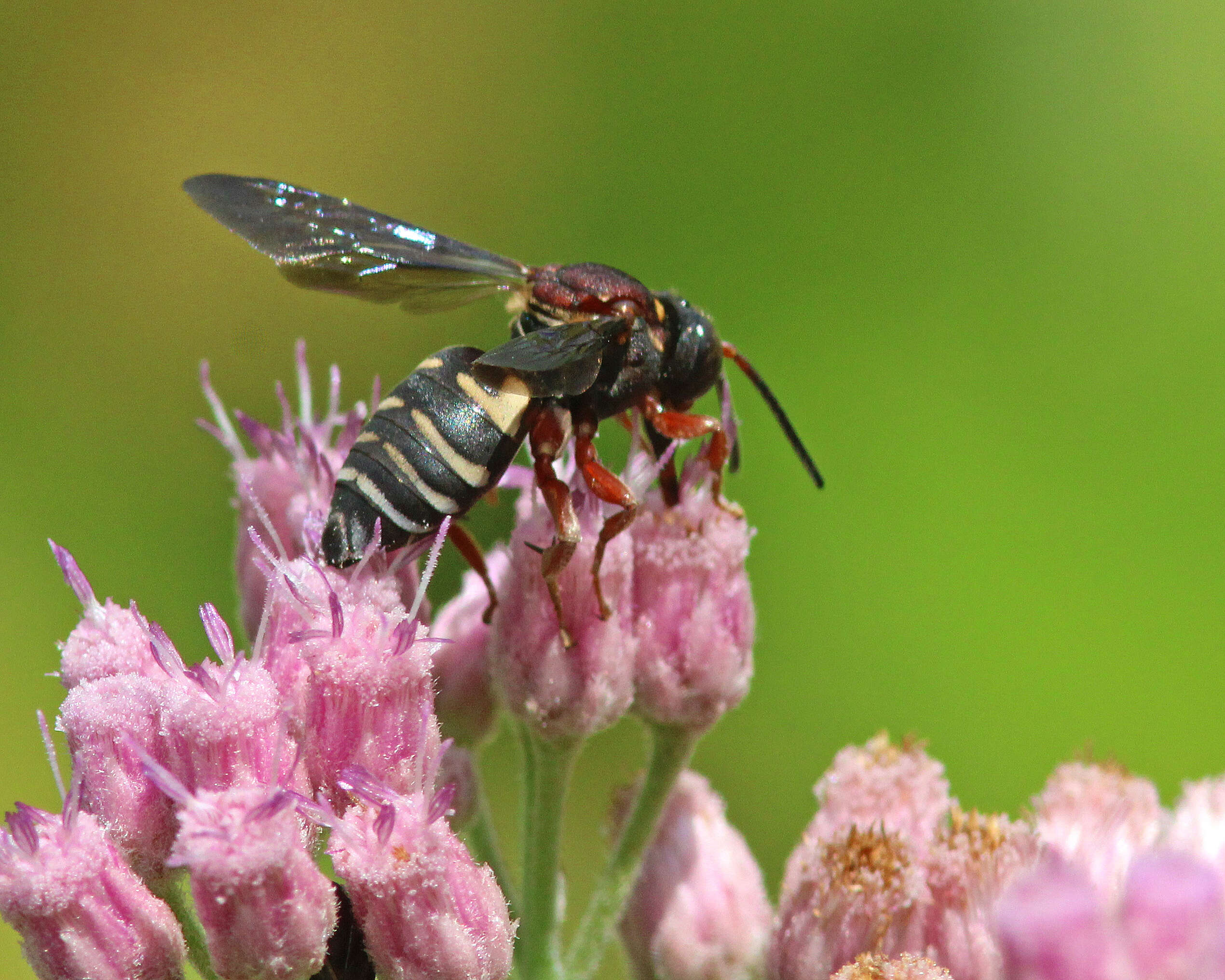 Imagem de Triepeolus rufithorax Graenicher 1928