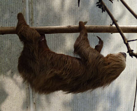 Image of two-toed sloths