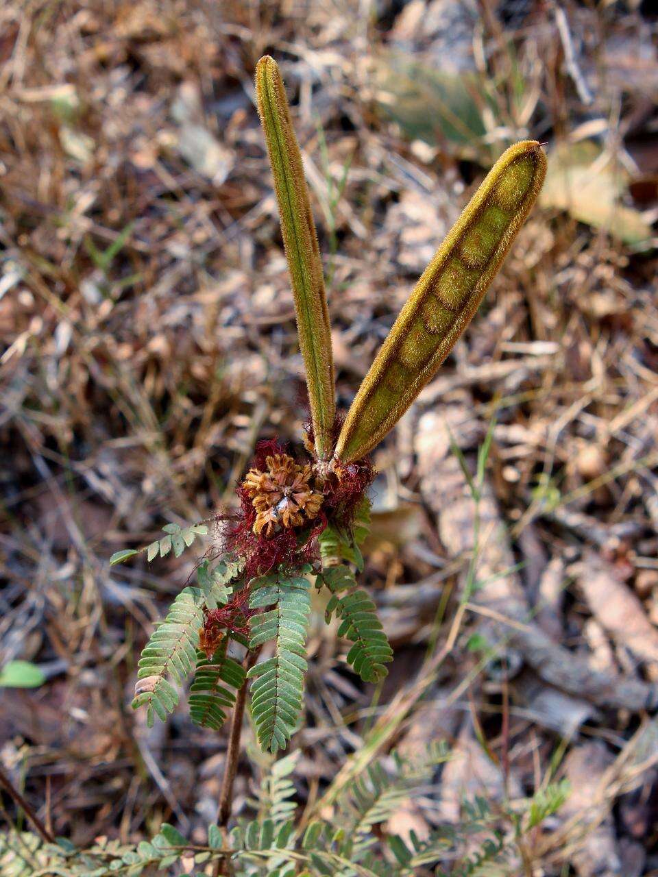 Imagem de Calliandra dysantha Benth.