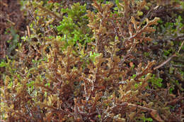 Image of Tamarisk Scalewort