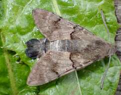 Imagem de Macroglossum stellatarum (Linnaeus 1758)