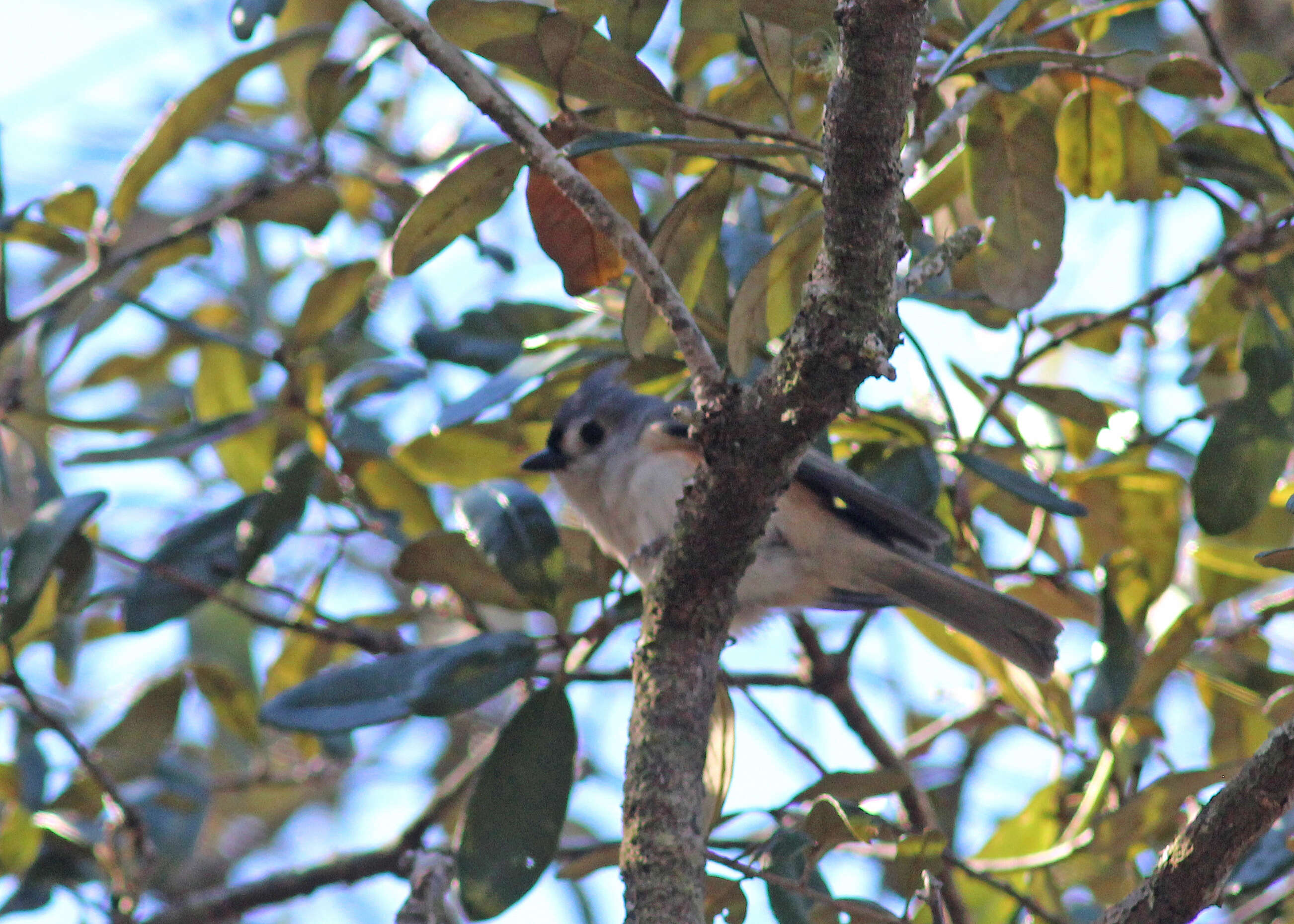Image of American Titmice