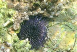 Image of Burrowing urchin