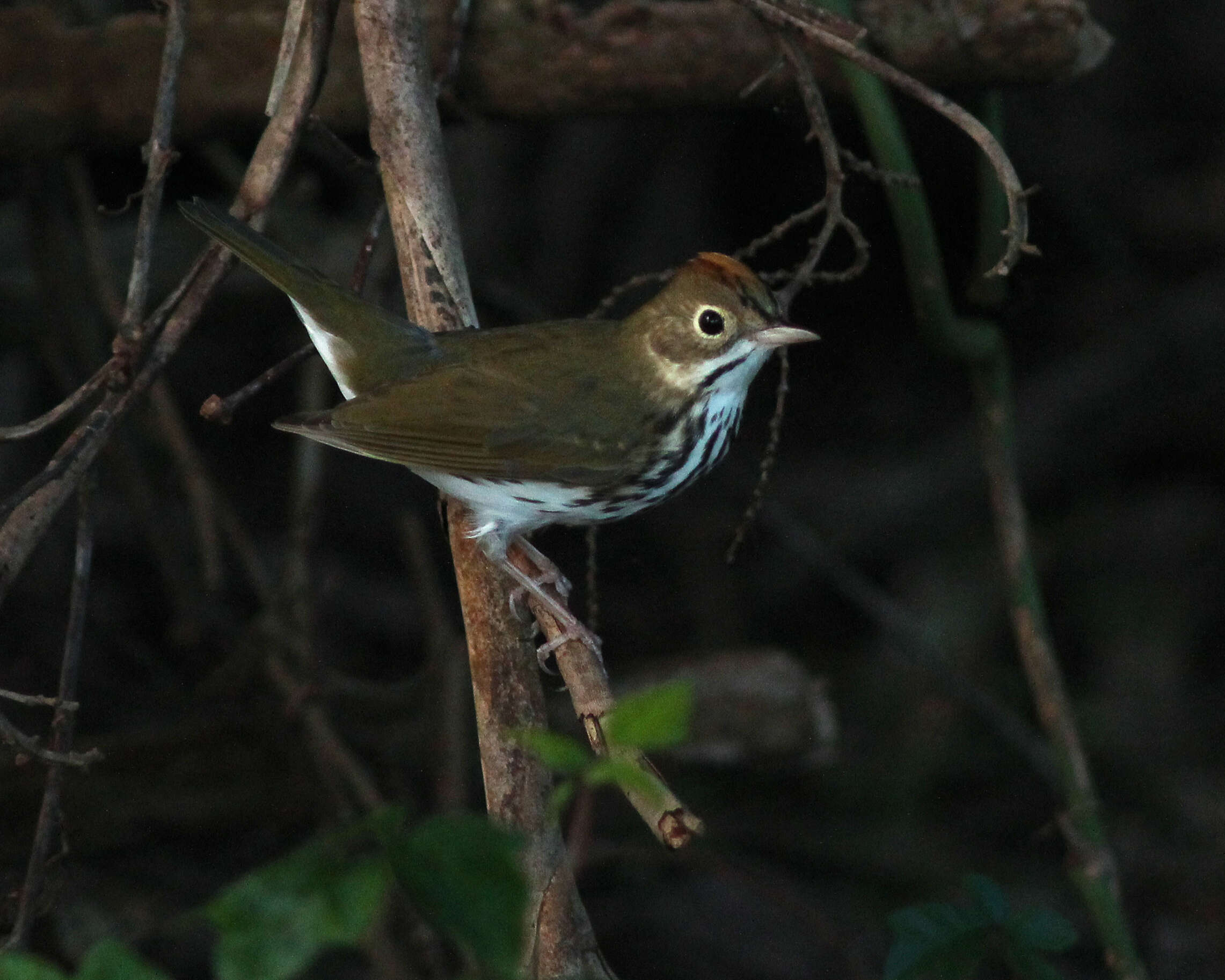 Image of Seiurus Swainson 1827