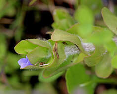 Image of blue waterhyssop