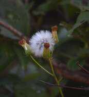 Plancia ëd Gynura amplexicaulis Oliv. & Hiern