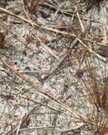 Image of Capillary Hair Sedge