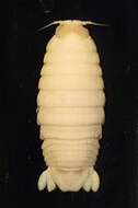 Image of fish louse