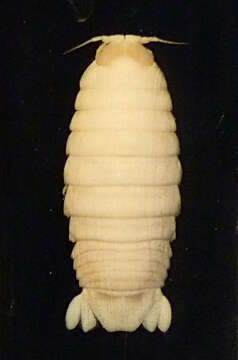 Image of fish louse