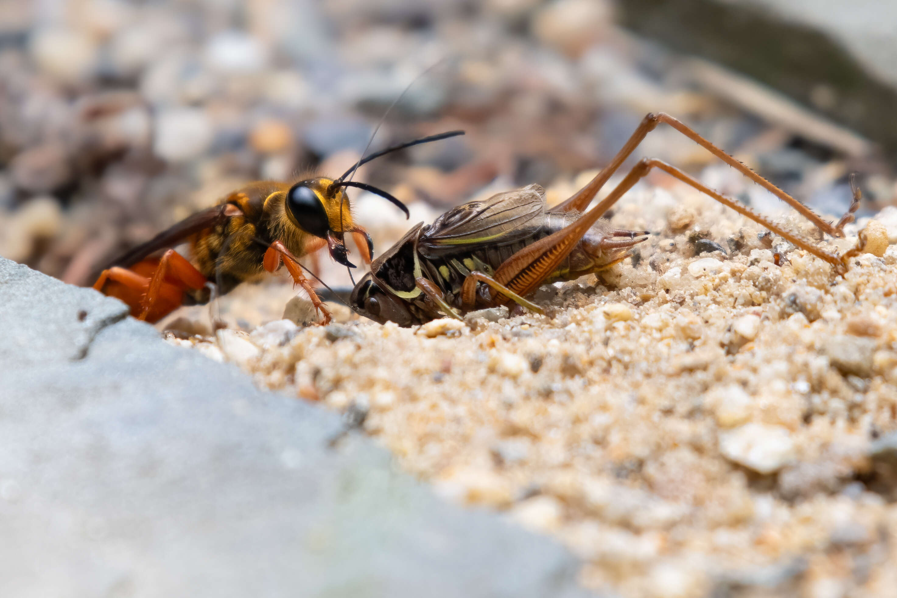 Image of Great Golden Digger Wasp