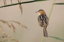 Image of Golden-headed Cisticola