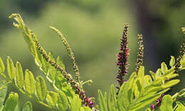 Amorpha fruticosa L. resmi