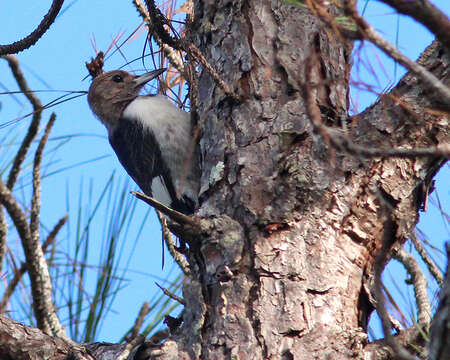 Image of Red-headed Woodpecker