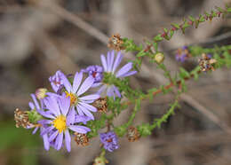 Image of Walter's aster