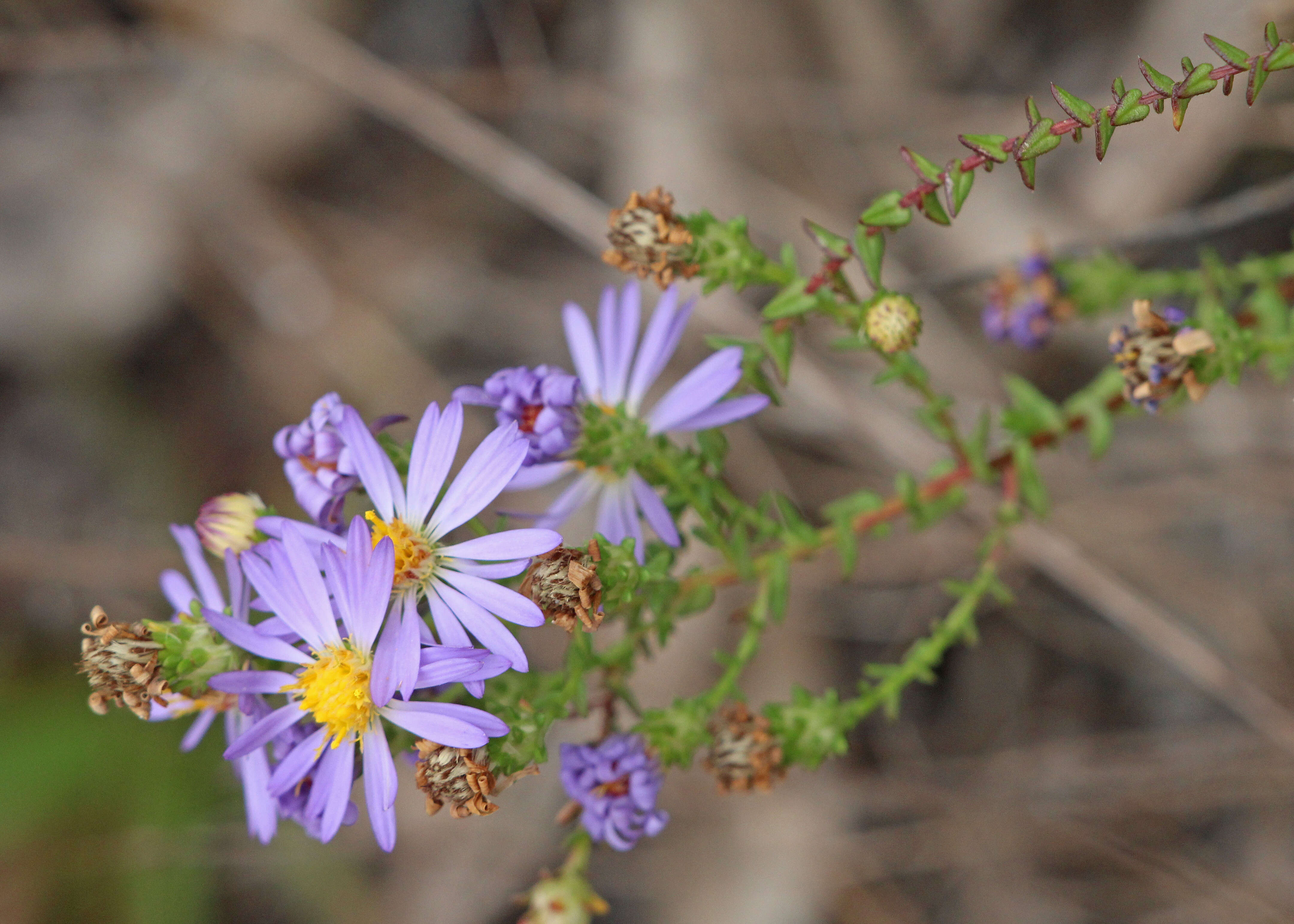 Image of Walter's aster