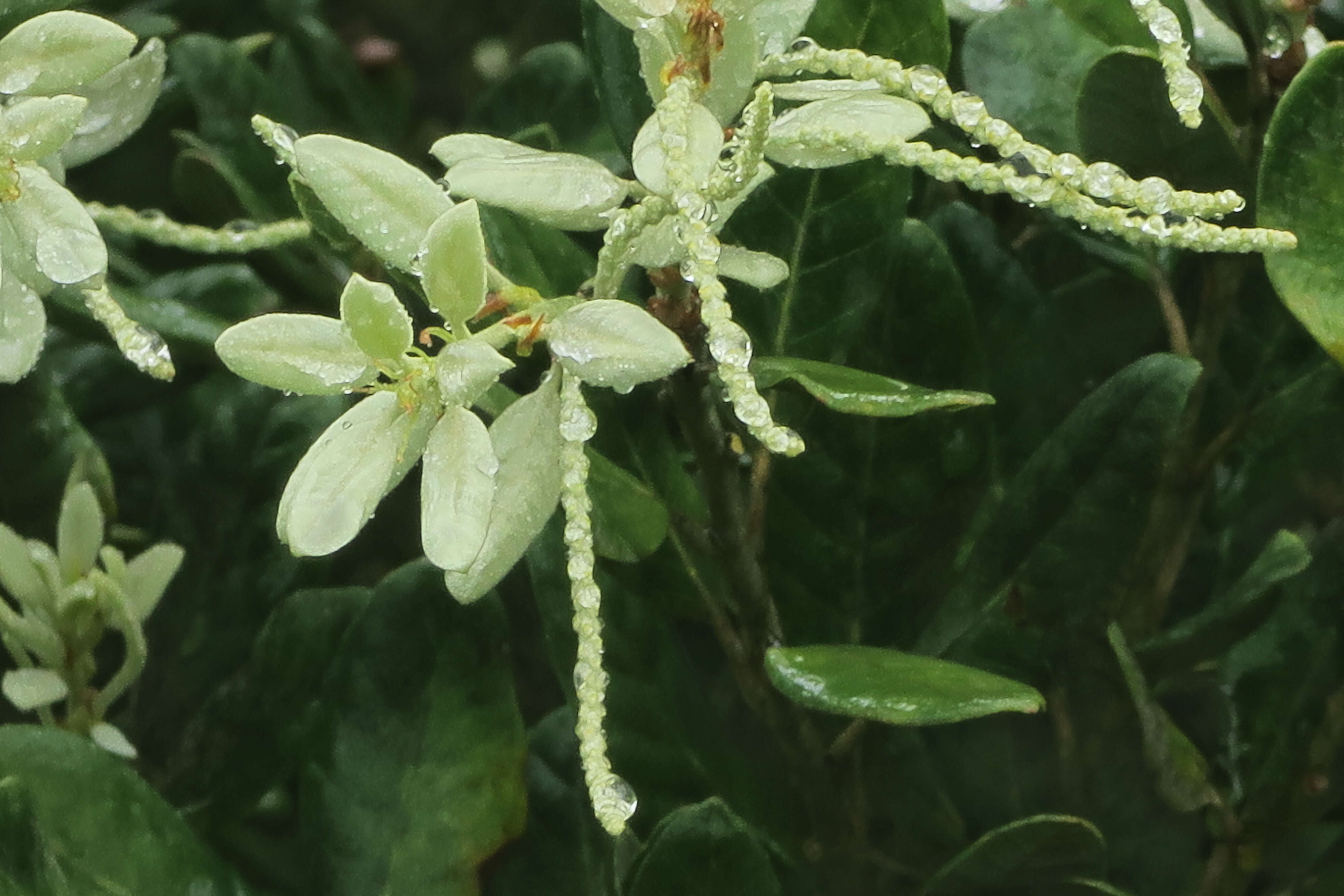 Notholithocarpus densiflorus var. echinoides (R. Br. ter) Manos, Cannon & S. H. Oh的圖片