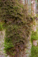 Image of Tamarisk Scalewort