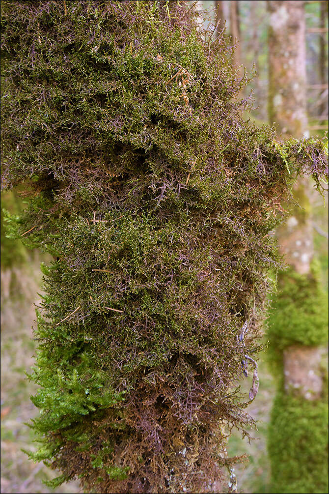 Image of Tamarisk Scalewort