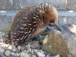 Image of Short-beaked Echidnas