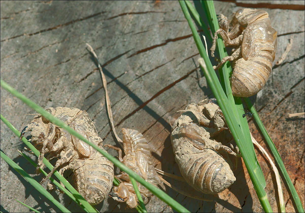 Image of Tibicen plebejus (Scopoli 1763)