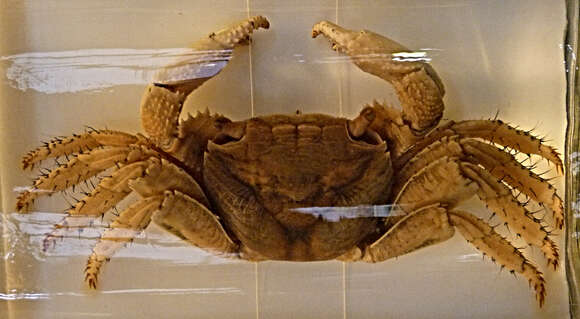 Image of mangrove crab