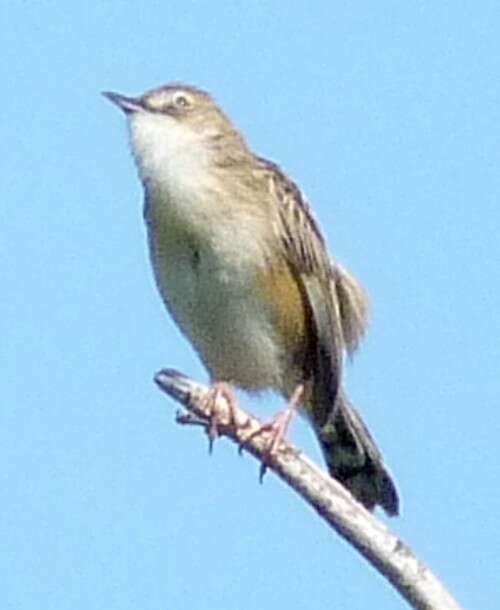 Image of Fan-tailed Cisticola