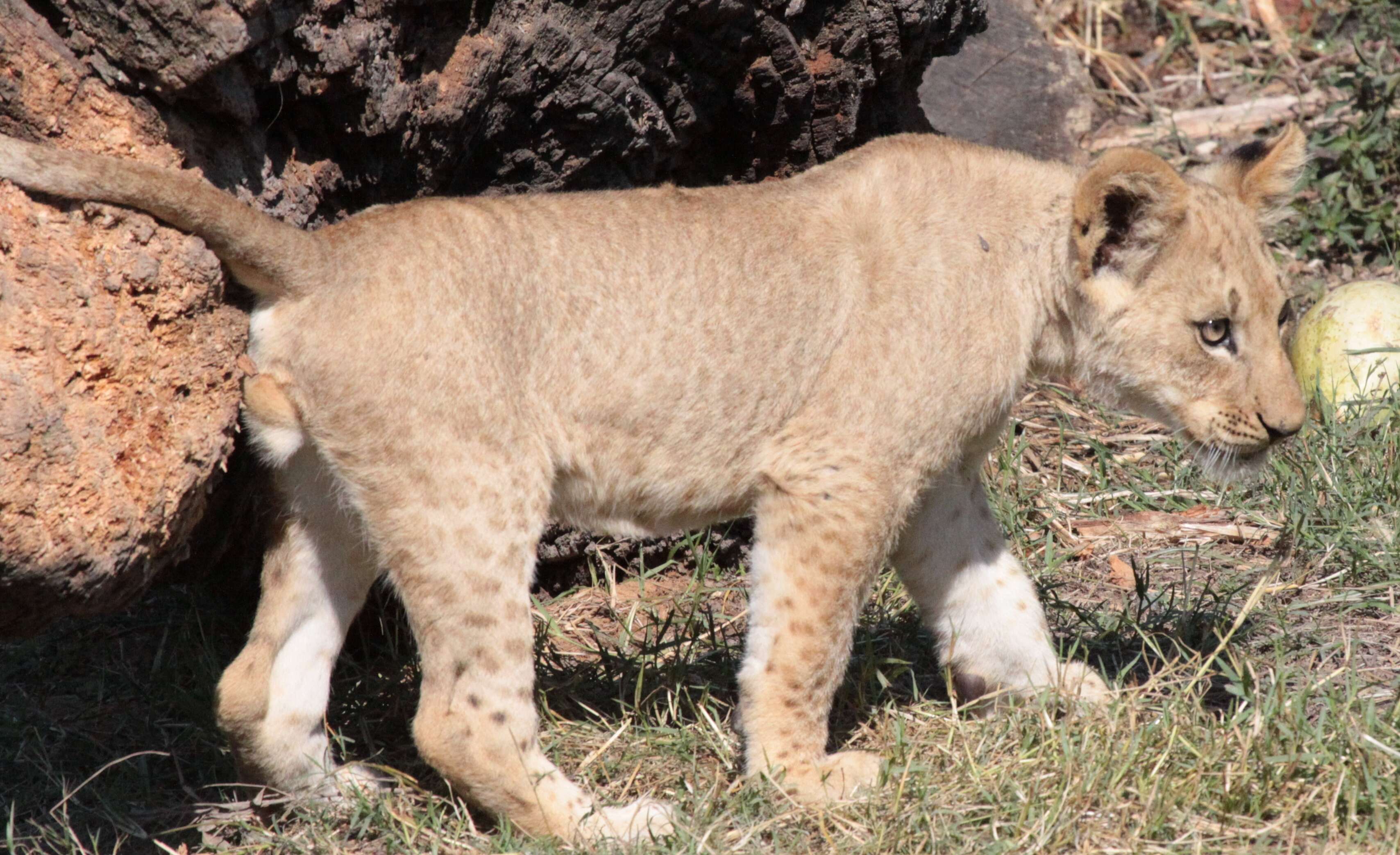 Image of African Lion