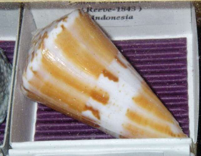 Image of Conus voluminalis Reeve 1843