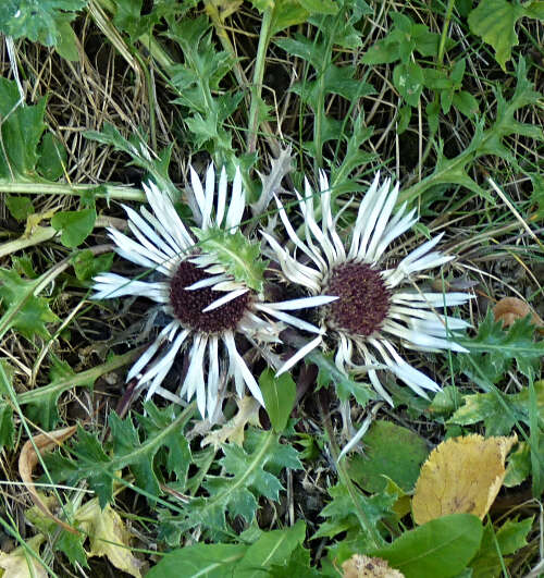 Image of Carlina acaulis L.