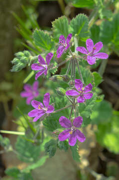 Image of Mediterranean stork's bill