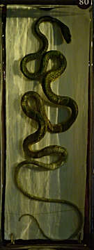 Image of Common Bronze-back