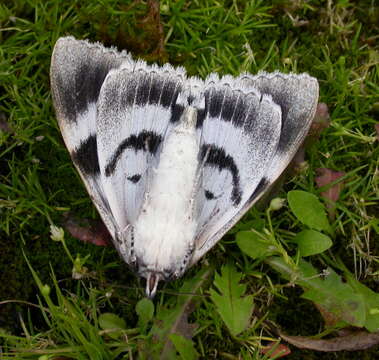 Image of clifden nonpareil