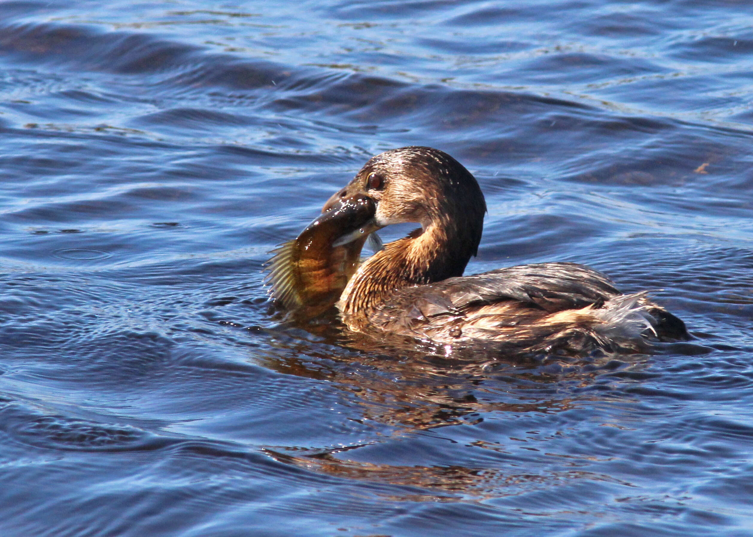 Image of Pied-billed Grebe