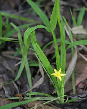 Image of common yellow stargrass