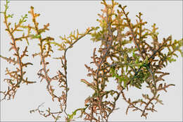 Image of Tamarisk Scalewort