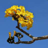 Image of Caribbean trumpet tree