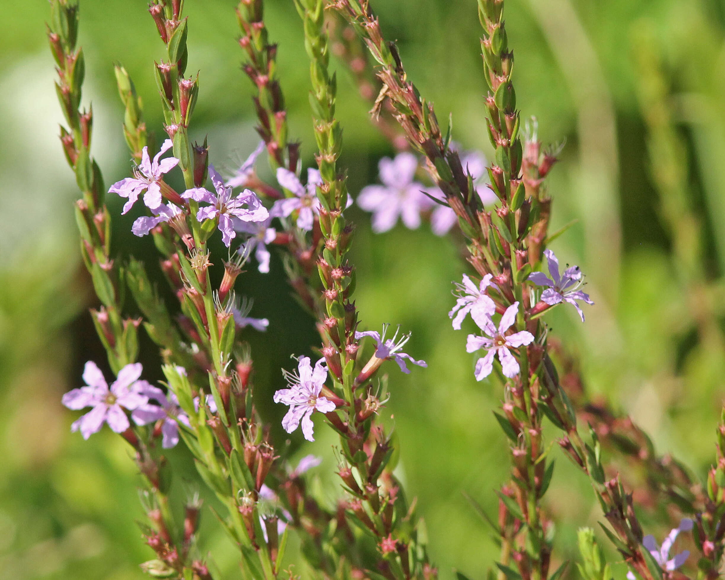 Image of winged lythrum