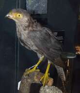 Image of Sooty Falcon