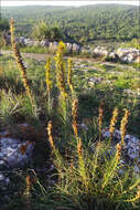 Image of yellow asphodel