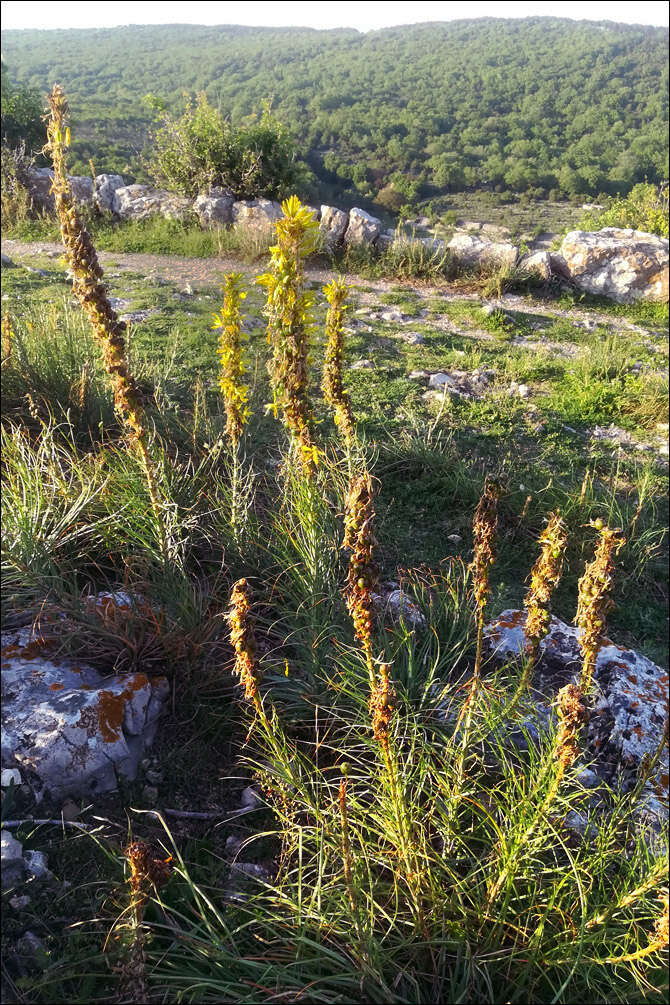 Image of yellow asphodel