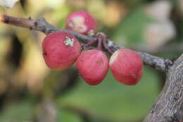 Image of Gymnosporia wightiana (Babu) R. S. Rao