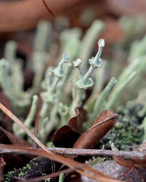 Imagem de Cladonia rappii A. Evans