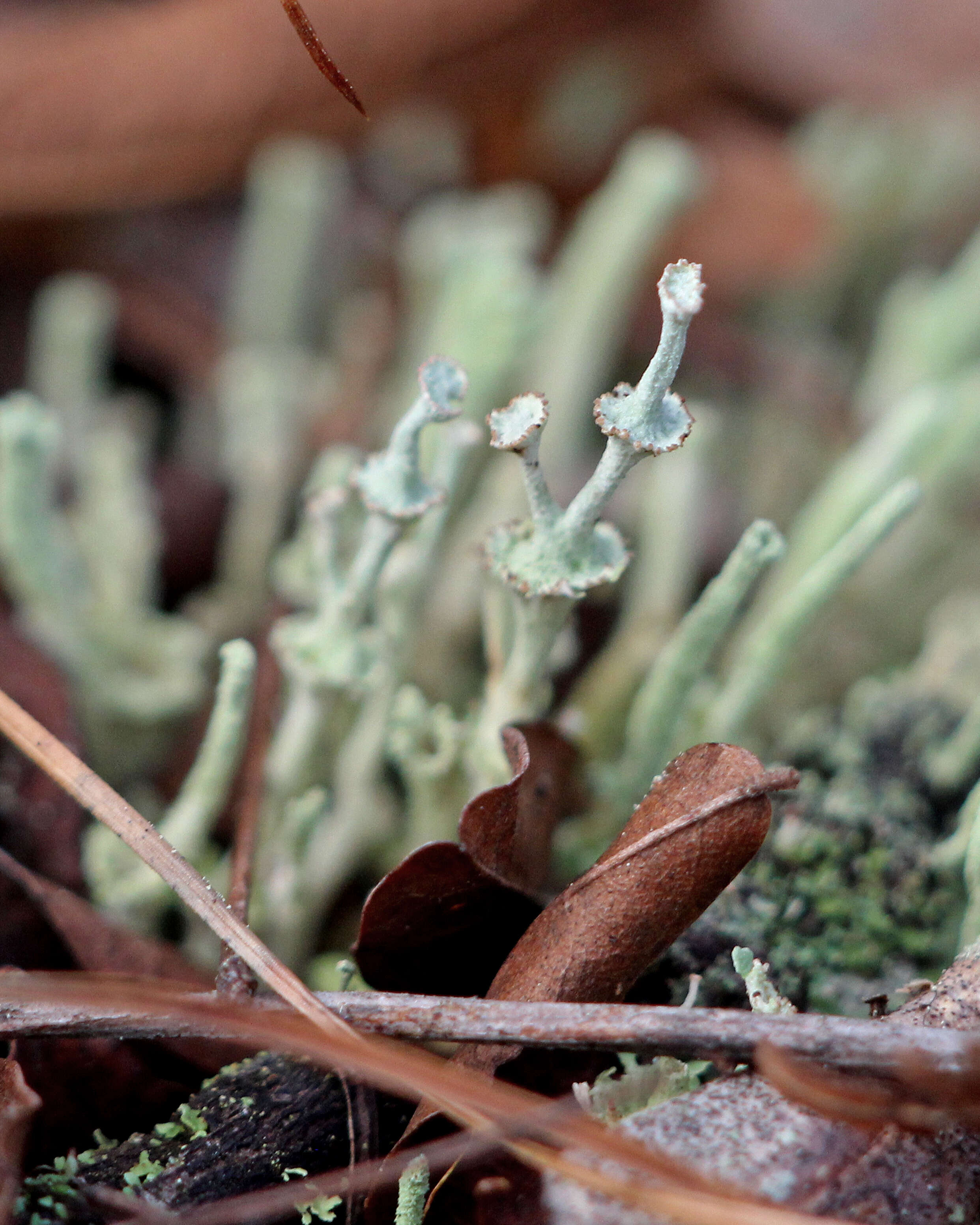 Image of Rapp's cup lichen