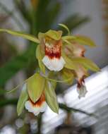 Coelogyne marmorata Rchb. fil. resmi