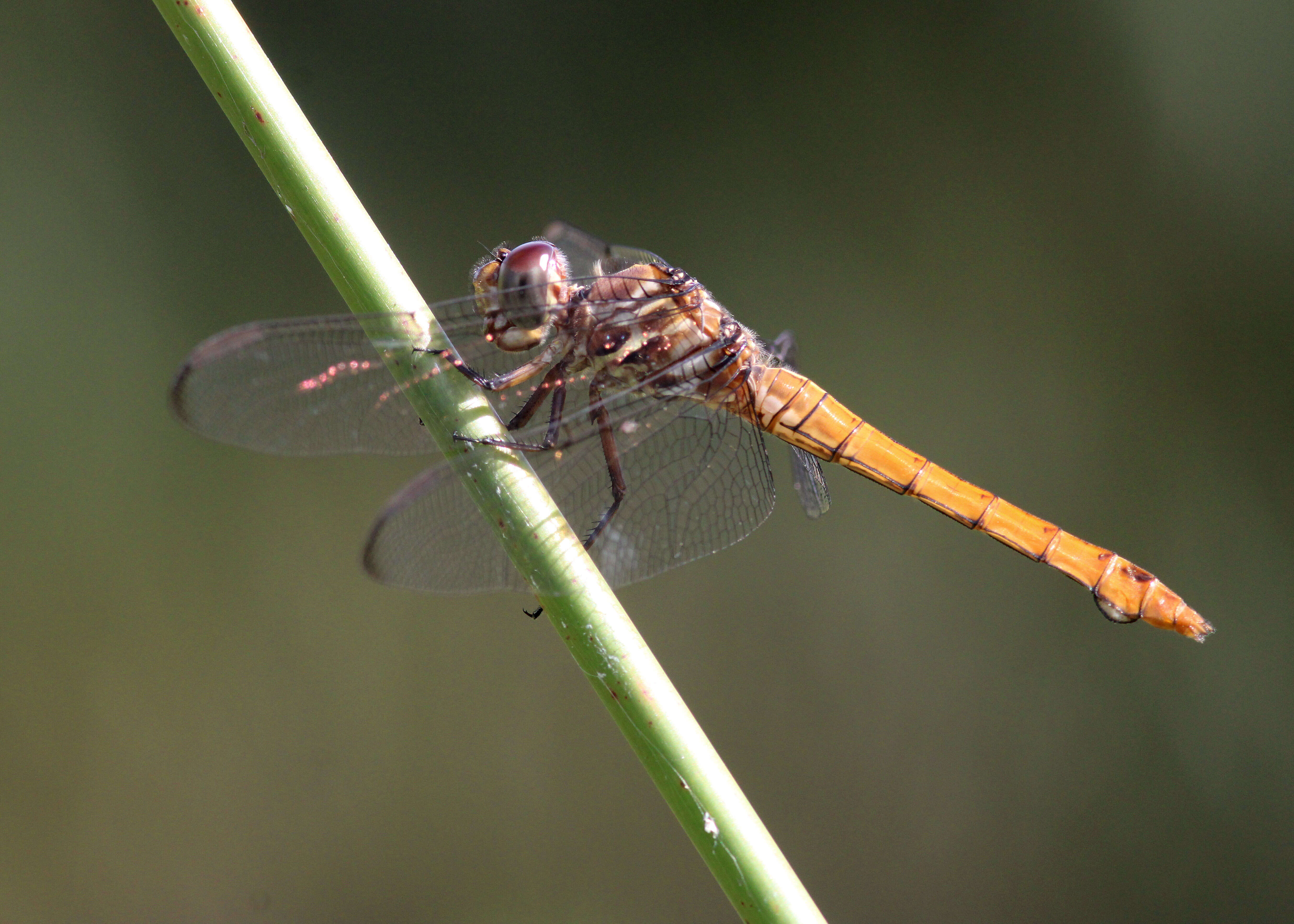 Image of Roseate Skimmer