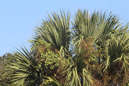 Image of Cabbage Palm