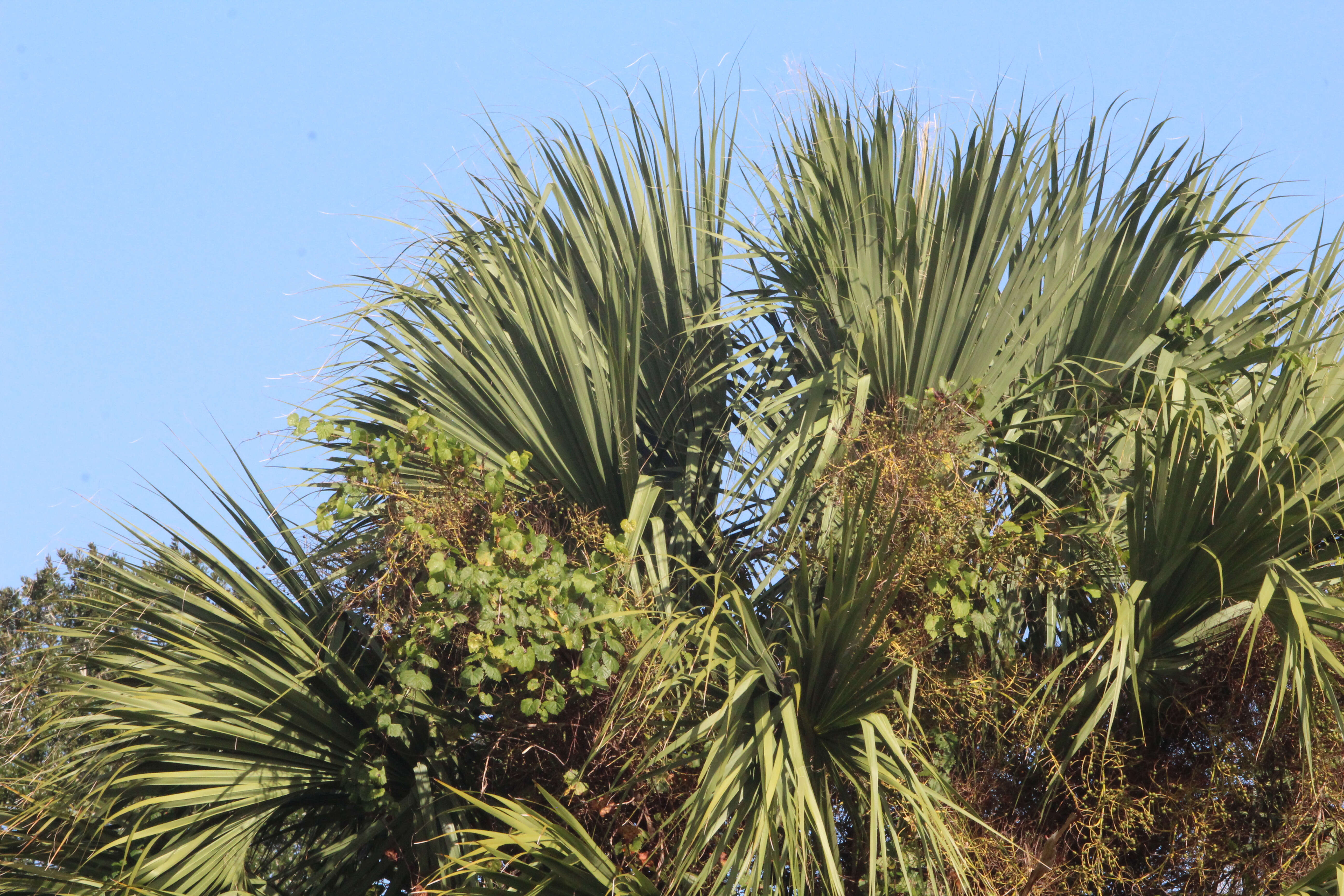 Image of Cabbage Palm