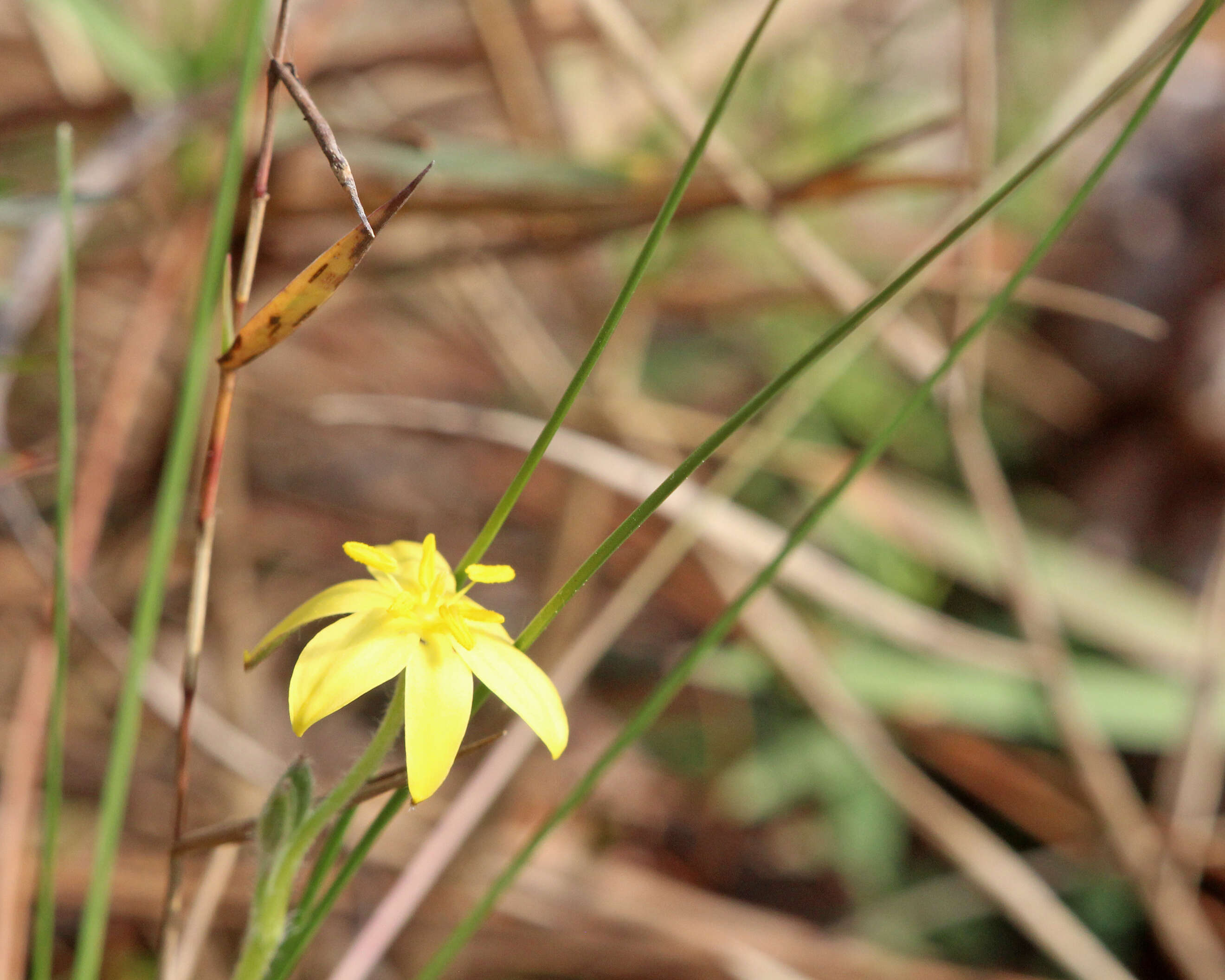 Image of fringed yellow star-grass